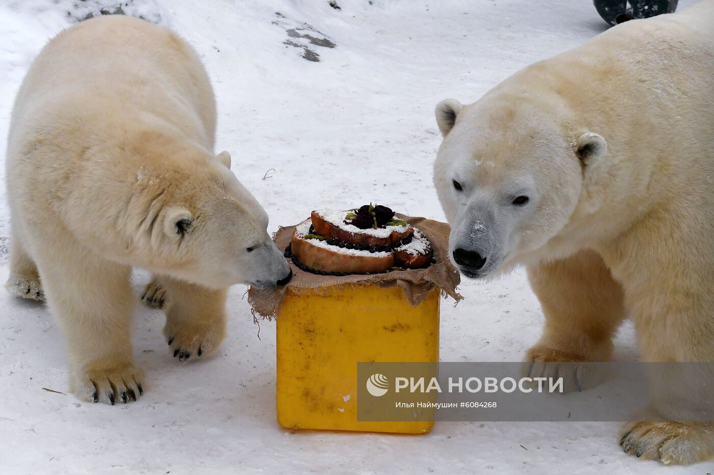 День белого медведя в Красноярском крае