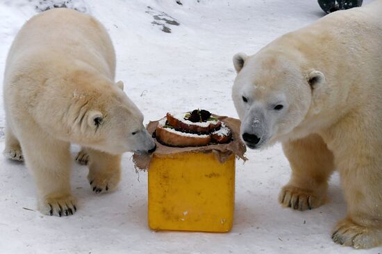 День белого медведя в Красноярском крае