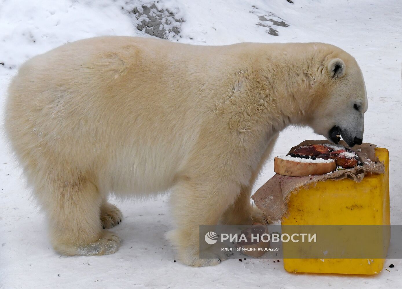 День белого медведя в Красноярском крае