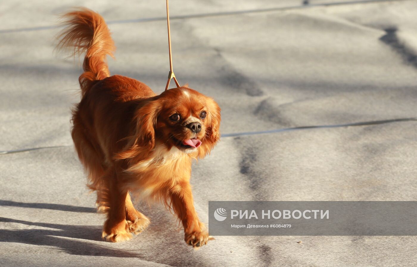 Международная выставка собак в Москве