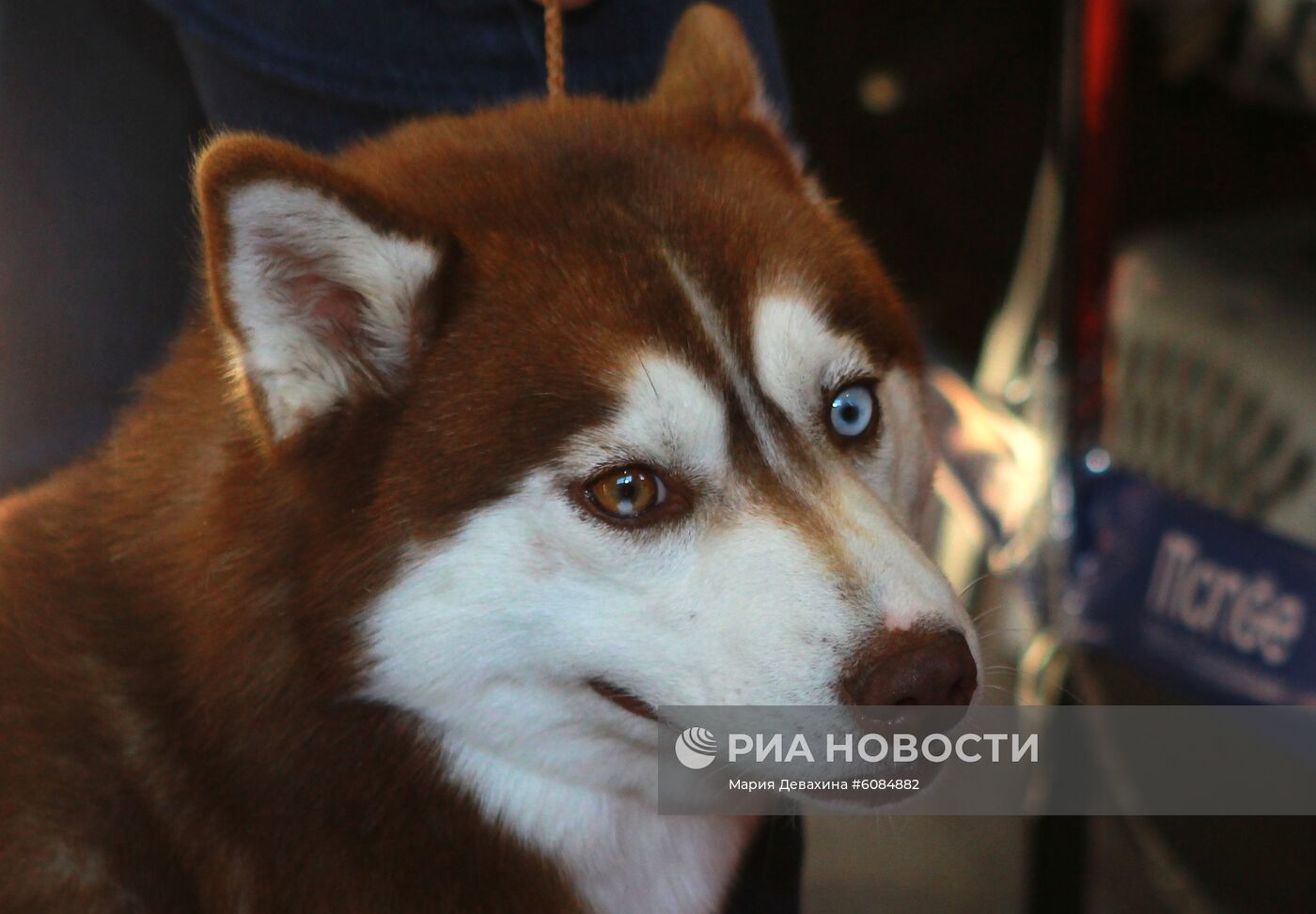 Международная выставка собак в Москве