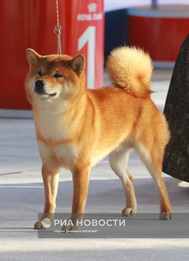 Международная выставка собак в Москве