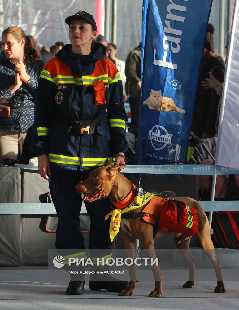 Международная выставка собак в Москве