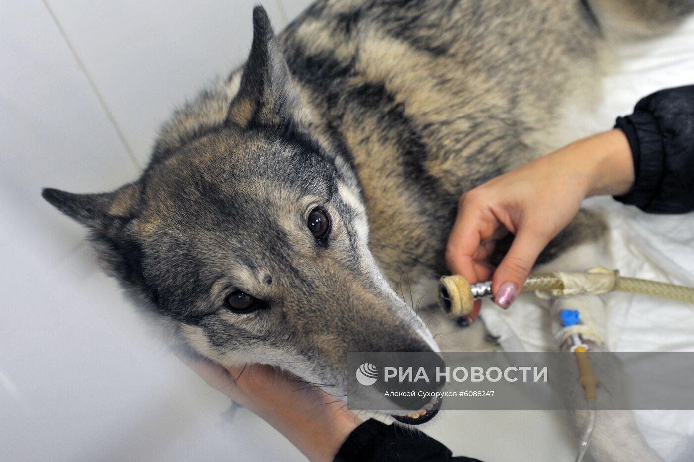 Ветеринарный центр "Вета" в Тамбове