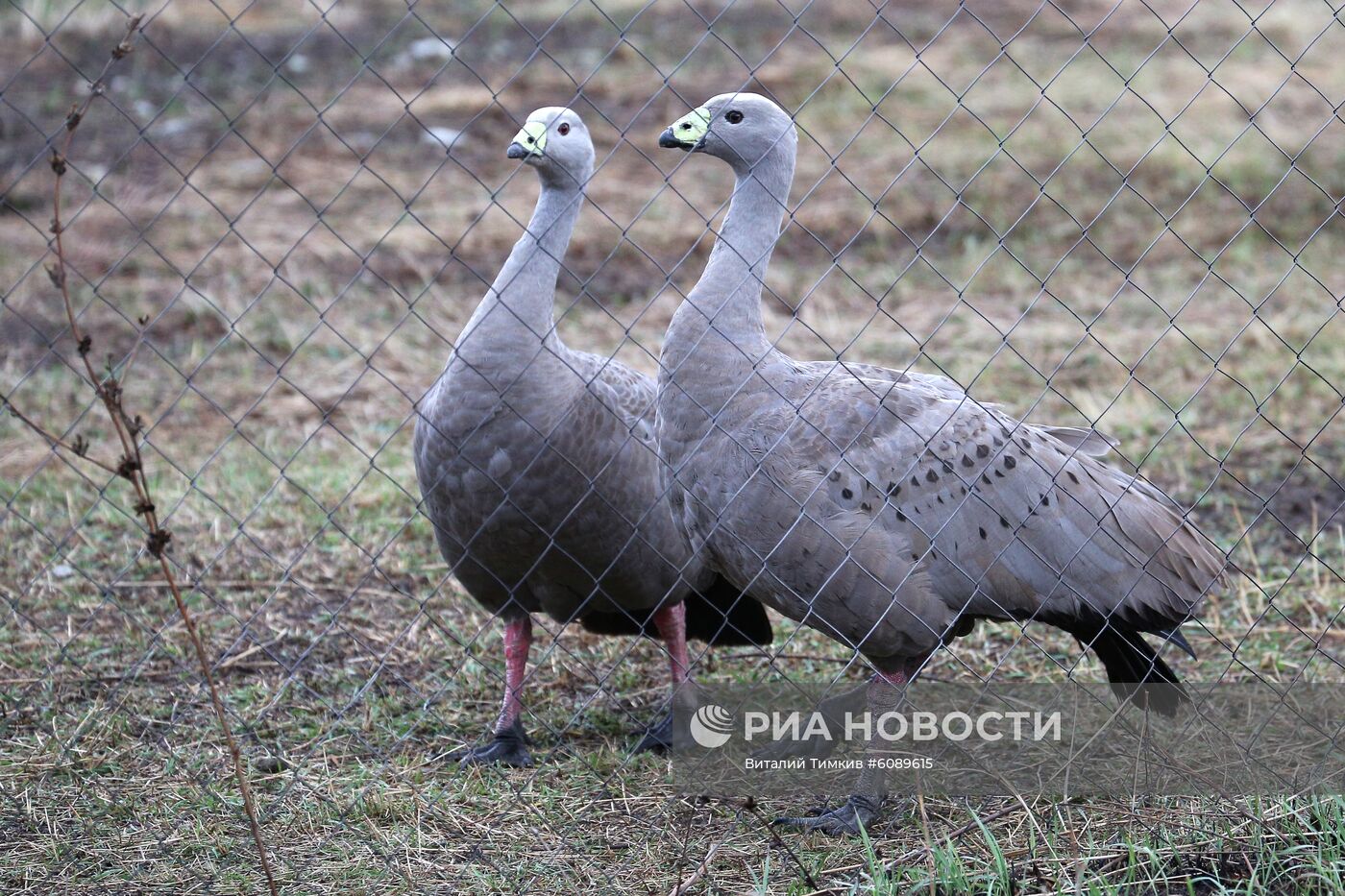 Реабилитационный центр для пострадавших птиц в Краснодарском крае