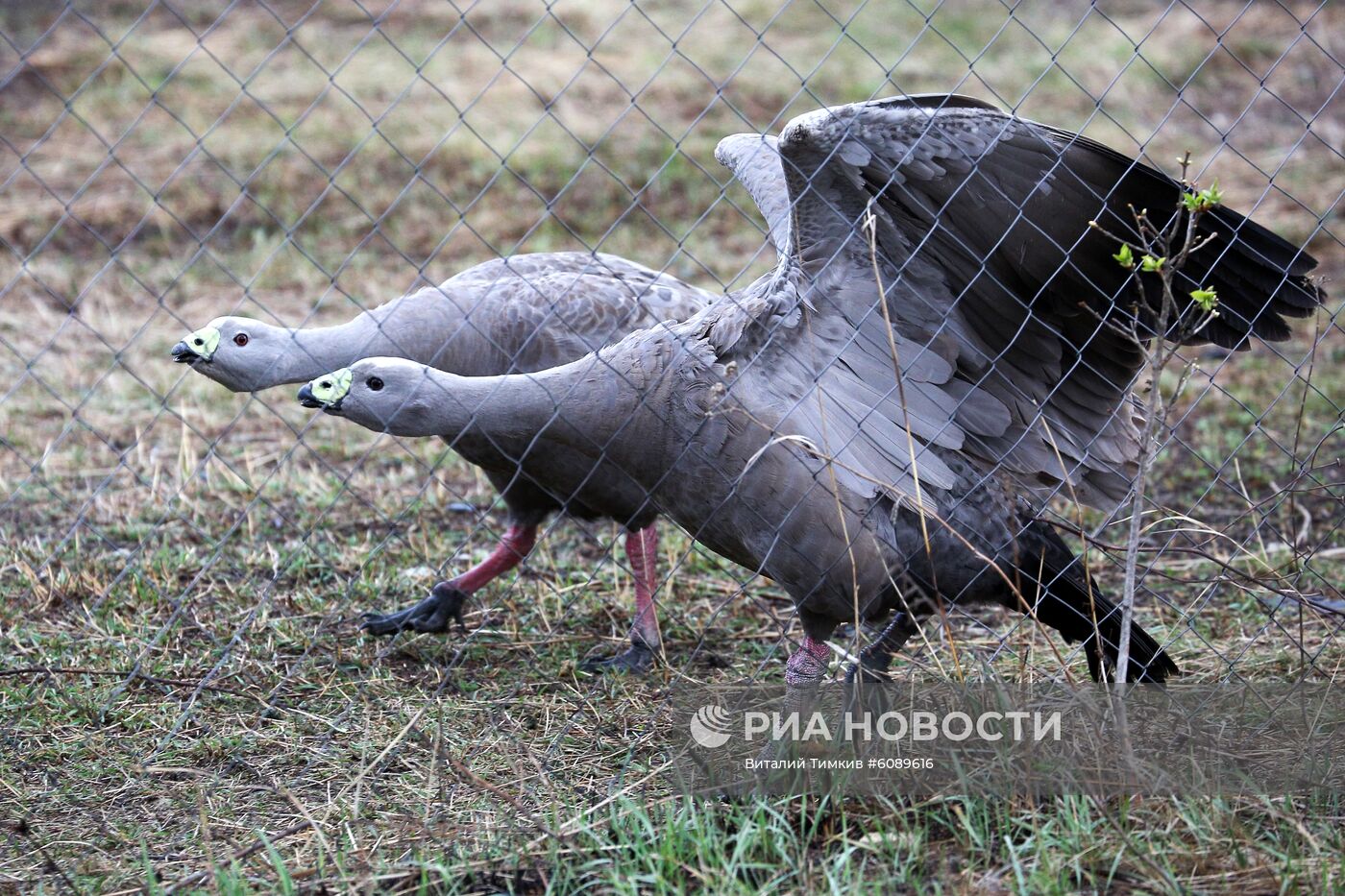 Реабилитационный центр для пострадавших птиц в Краснодарском крае