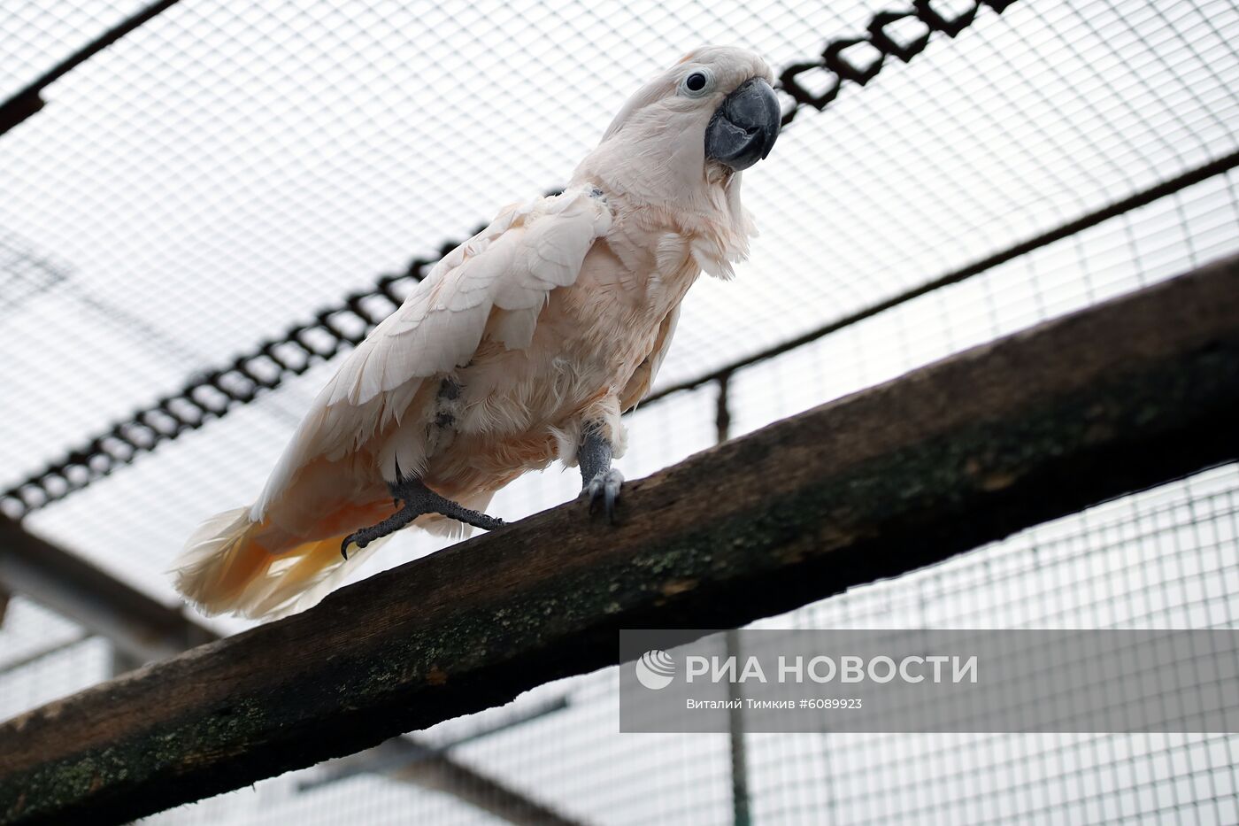 Реабилитационный центр для пострадавших птиц в Краснодарском крае