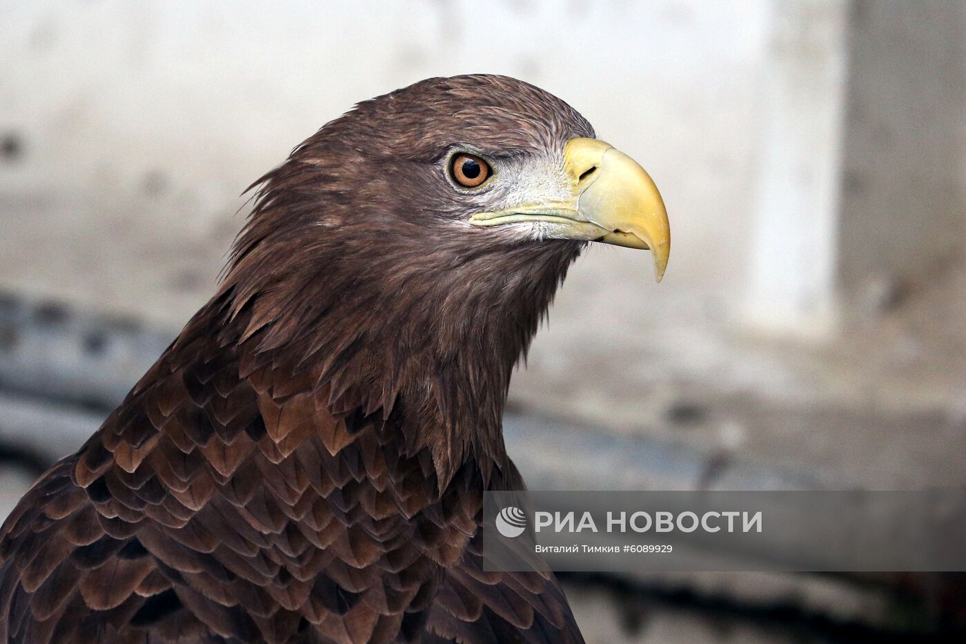 Реабилитационный центр для пострадавших птиц в Краснодарском крае