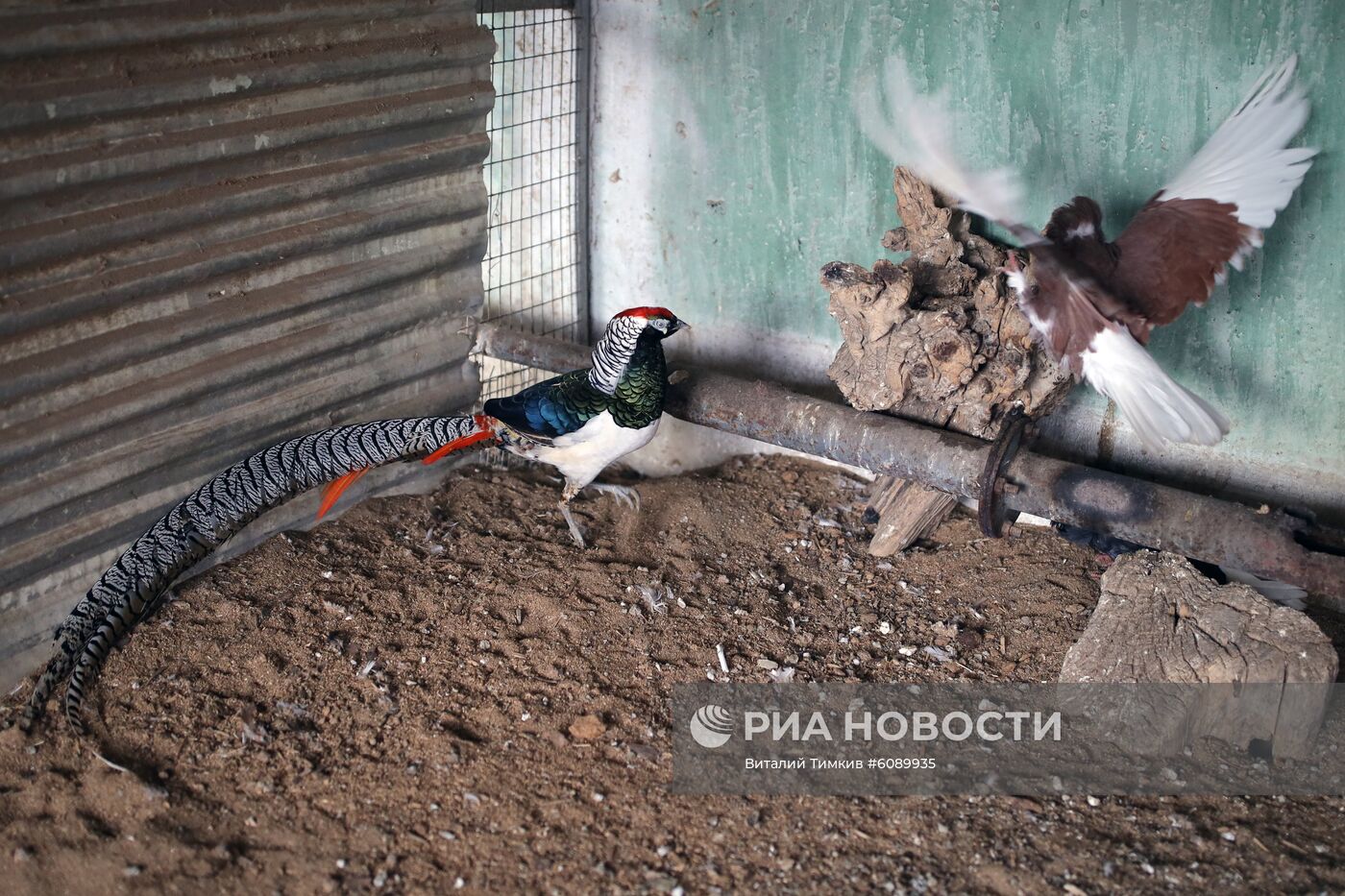 Реабилитационный центр для пострадавших птиц в Краснодарском крае