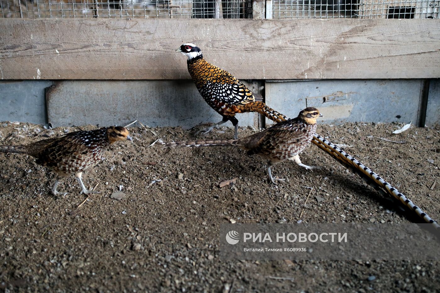 Реабилитационный центр для пострадавших птиц в Краснодарском крае