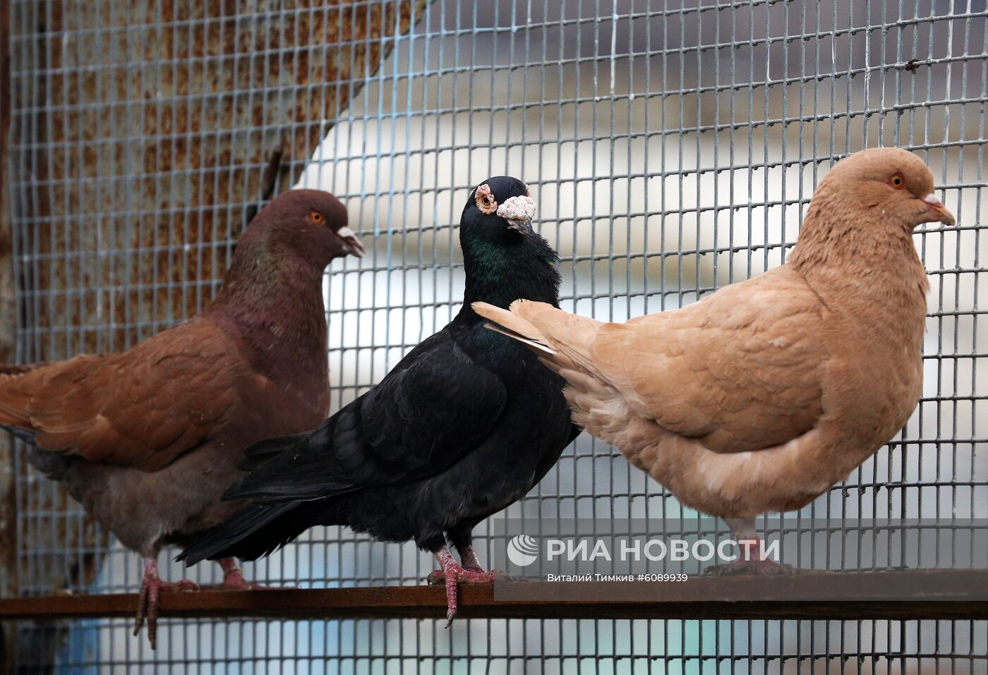 Реабилитационный центр для пострадавших птиц в Краснодарском крае