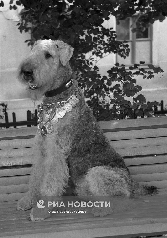 Эрдельтерьер Бархан - чемпион породы