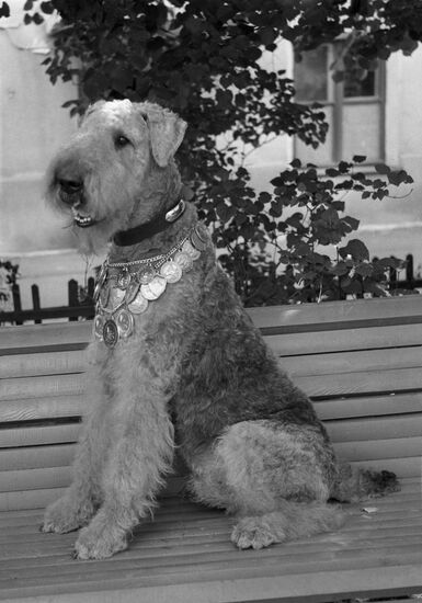 Эрдельтерьер Бархан - чемпион породы