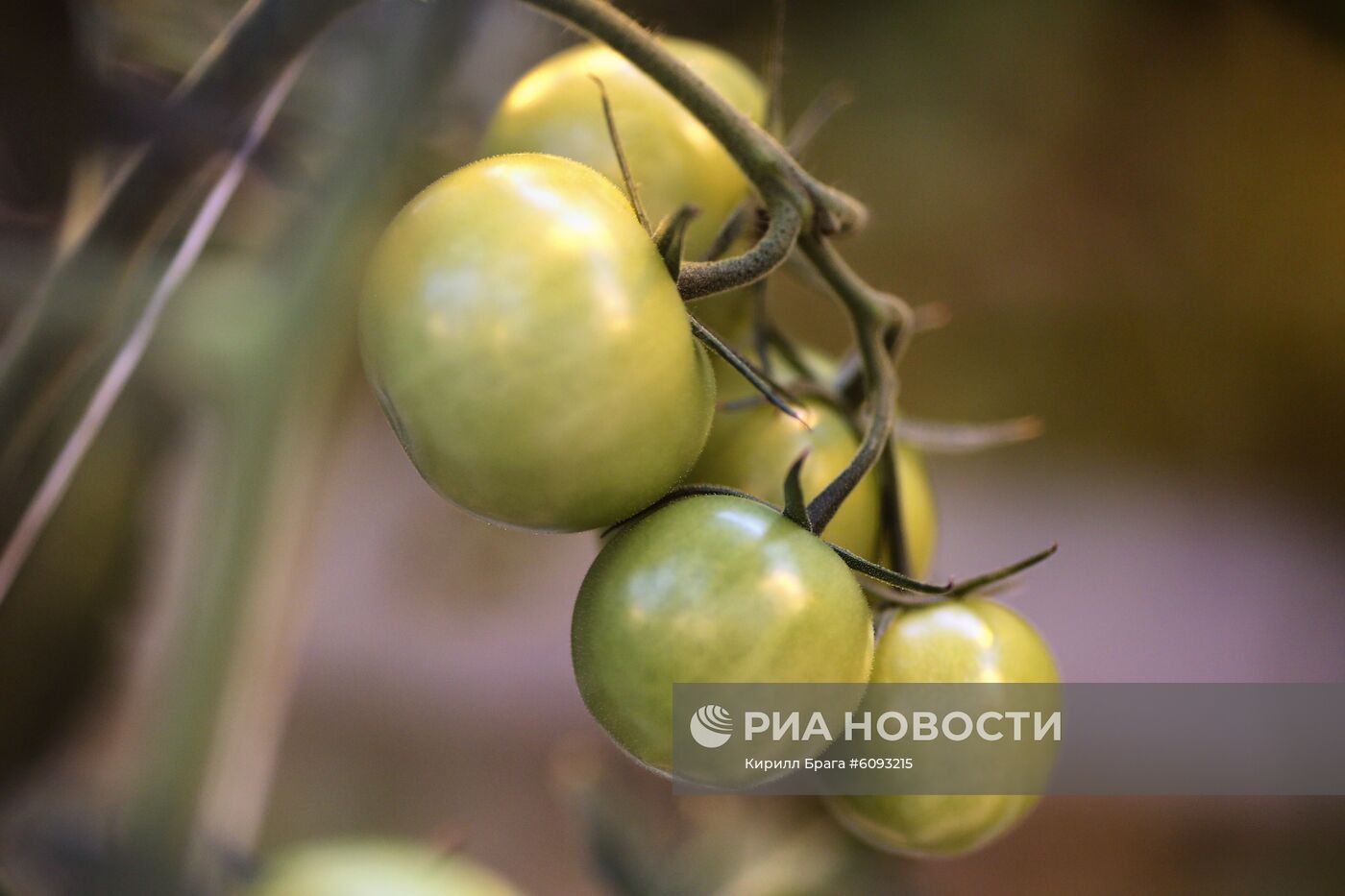 Тепличный комплекс в Волгоградской области