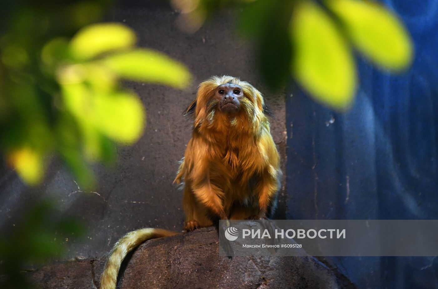 Редкие тамарины появились в Московском зоопарке