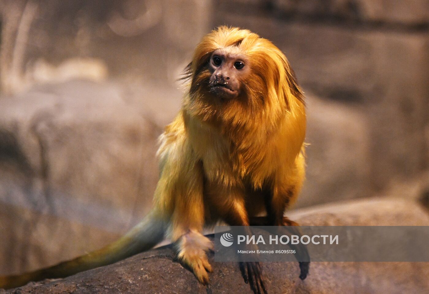 Редкие тамарины появились в Московском зоопарке