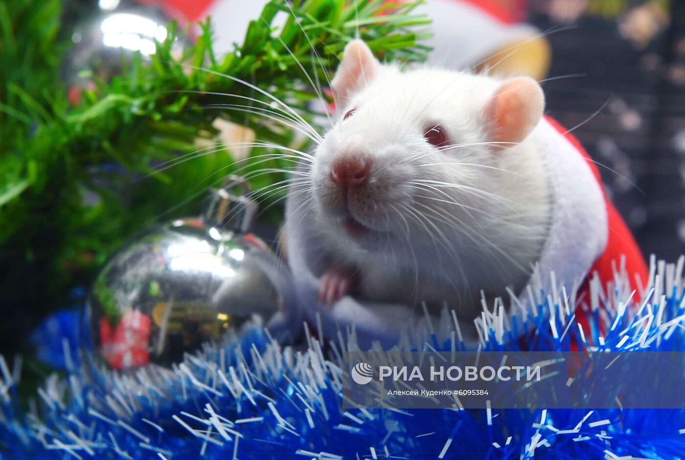 Символ Нового 2020 года