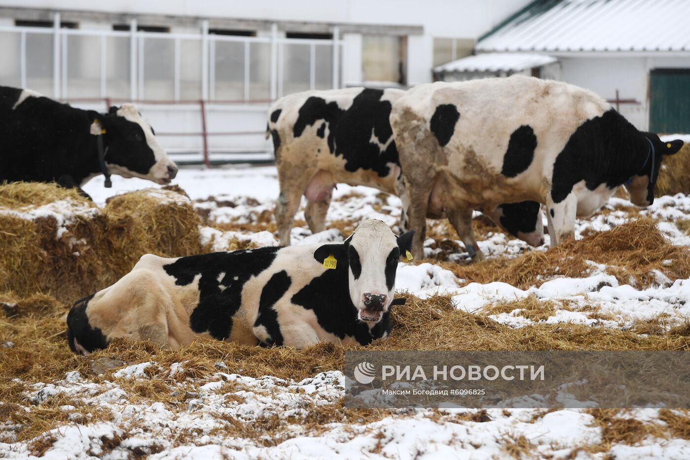 Работа смарт-фермы в Татарстане