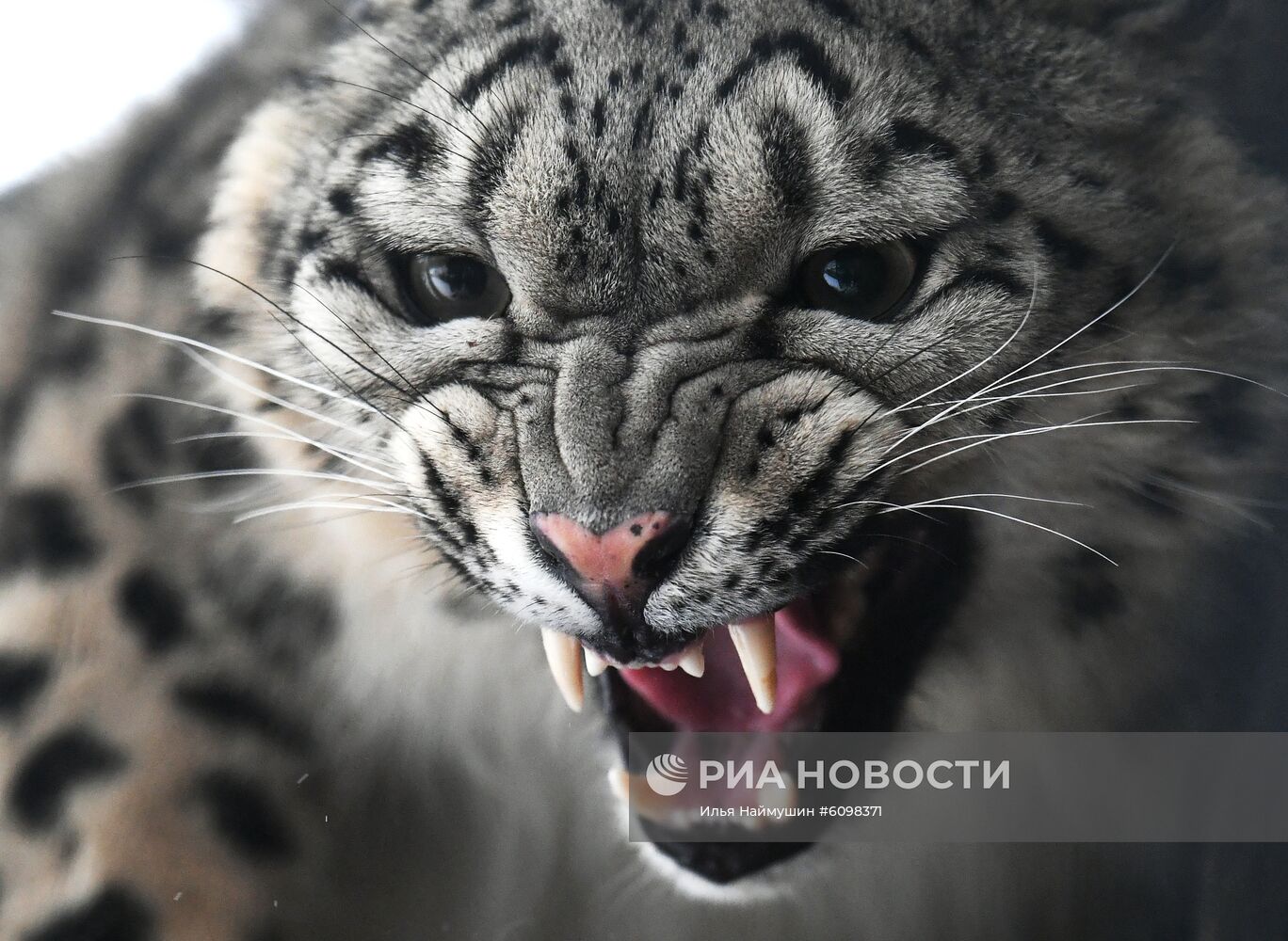 Спасенные животные в зоопарке "Роев ручей"