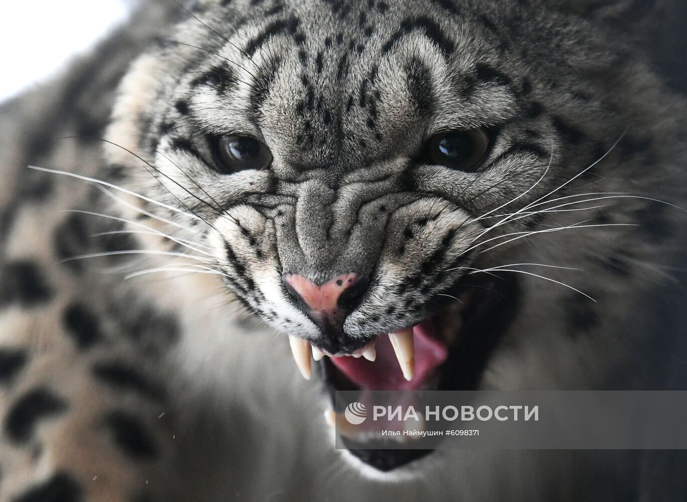 Самка снежного барса по кличке Аксу в парке флоры и фауны "Роев ручей" в Красноярске. Аксу попала в браконьерский капкан и повредила лапу, теперь вернуться в дикую природу она не сможет. Место: Россия, Красноярск. Автор: Илья Наймушин/РИА Новости. Спасенные животные в зоопарке "Роев ручей"