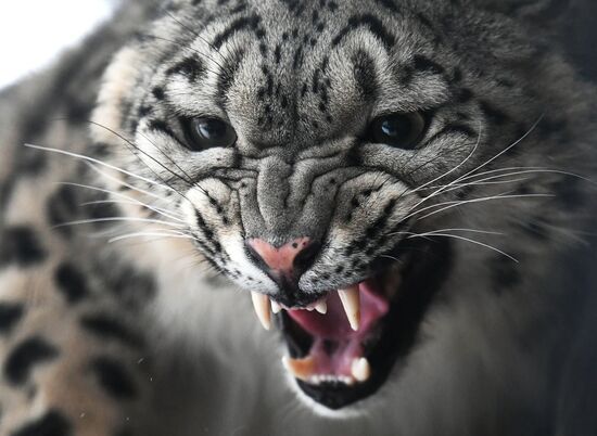 Спасенные животные в зоопарке "Роев ручей"