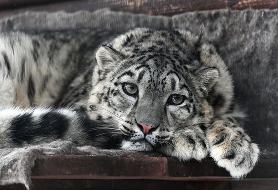 Спасенные животные в зоопарке "Роев ручей"