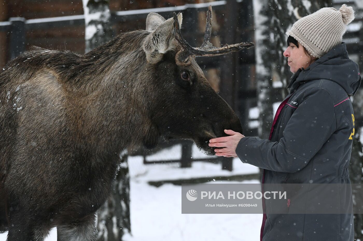 Зоолог отдела копытных Евгения Волкова и самец лося по кличке Персик в парке флоры и фауны "Роев ручей" в Красноярске. В 2017 году осиротевший детёныш лося пришёл к людям в окрестностях Красноярска, где его сильно покусали собаки, и был доставлен в красноярский зоопарк. Место: Россия, Красноярск. Автор: Илья Наймушин/РИА Новости. Спасенные животные в зоопарке "Роев ручей"