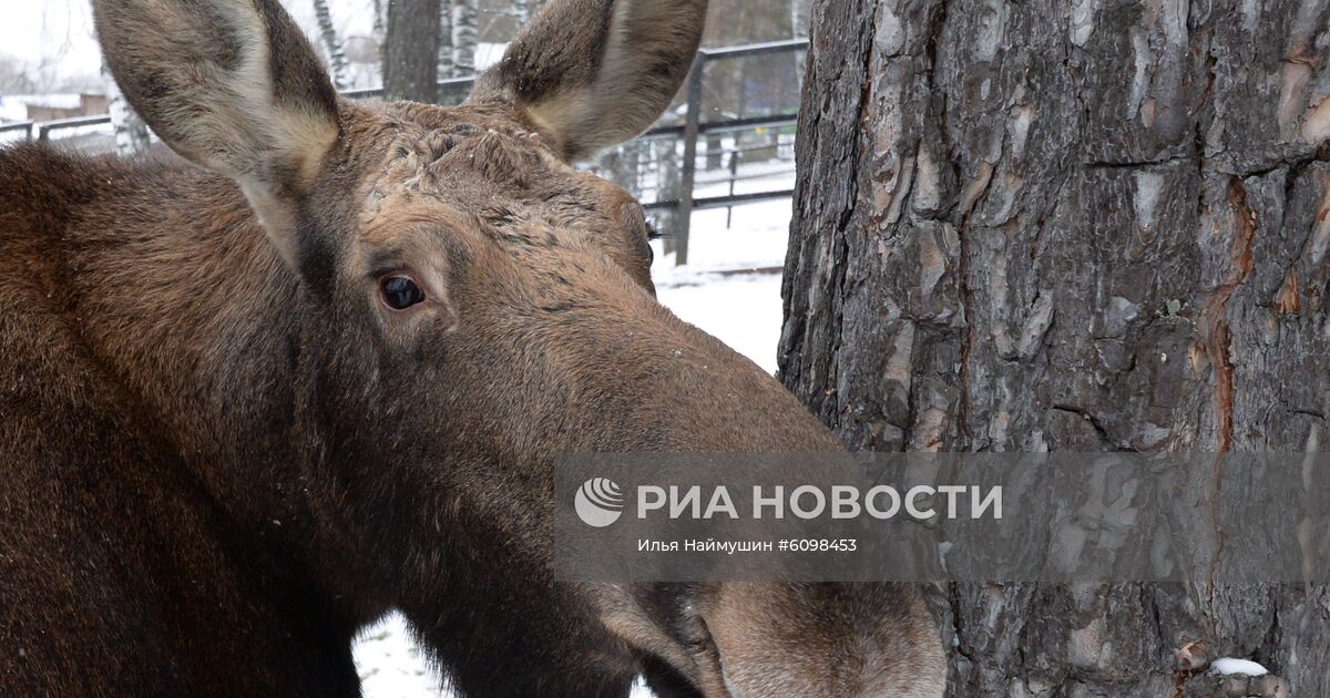 Лось в зоопарке. Лось роев ручей. Лось в Саратовской области. Фото беременной лосихи. Есть ли у самки лося серьга.