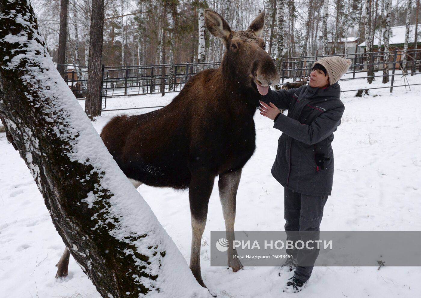 Спасенные животные в зоопарке "Роев ручей"