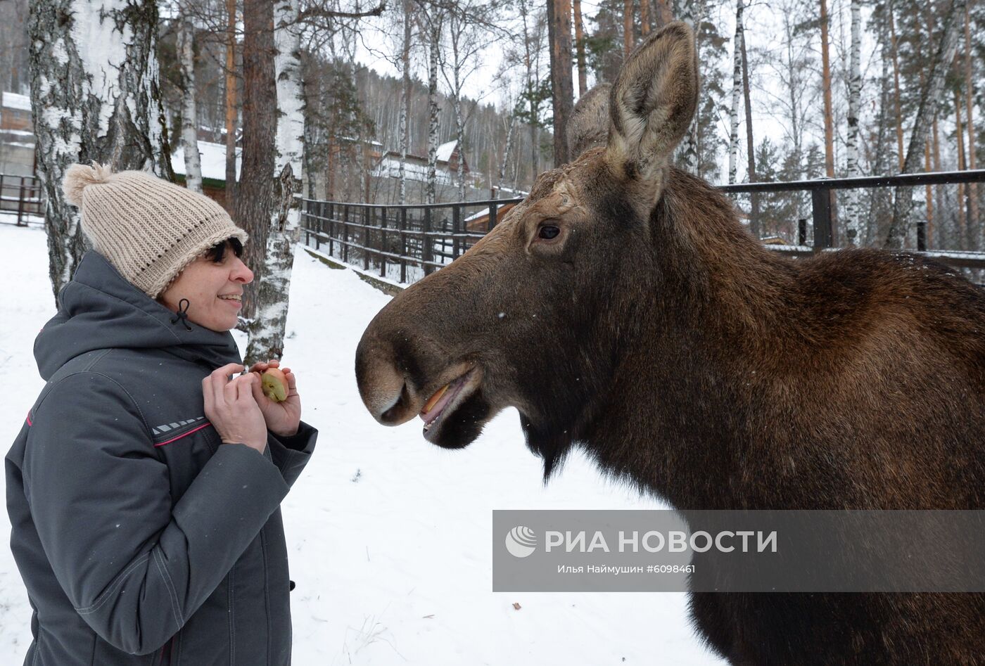 Зоолог отдела копытных Евгения Волкова и самка лося по кличке Тата в парке флоры и фауны "Роев ручей" в Красноярске. В 2017 году осиротевший детёныш лося пришёл к людям в Богучанском районе и был доставлен в красноярский зоопарк. Место: Россия, Красноярск. Автор: Илья Наймушин/РИА Новости. Спасенные животные в зоопарке "Роев ручей"
