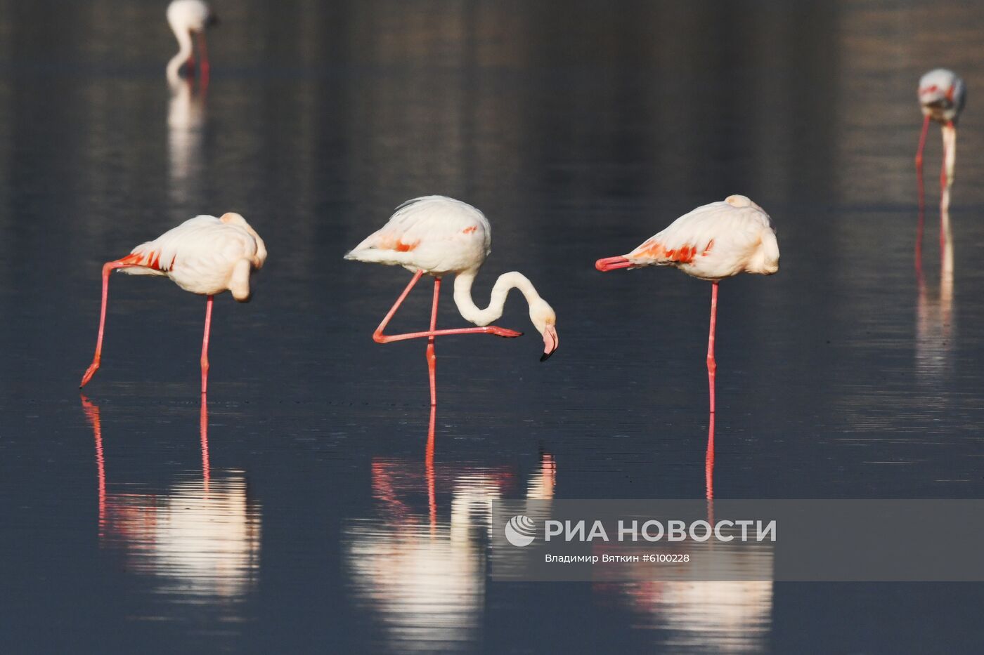 Зимовка розовых фламинго на Кипре