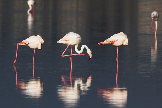Зимовка розовых фламинго на Кипре