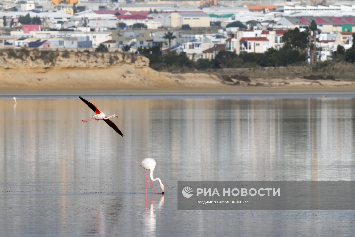 Зимовка розовых фламинго на Кипре