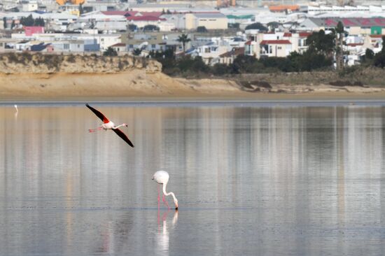 Зимовка розовых фламинго на Кипре