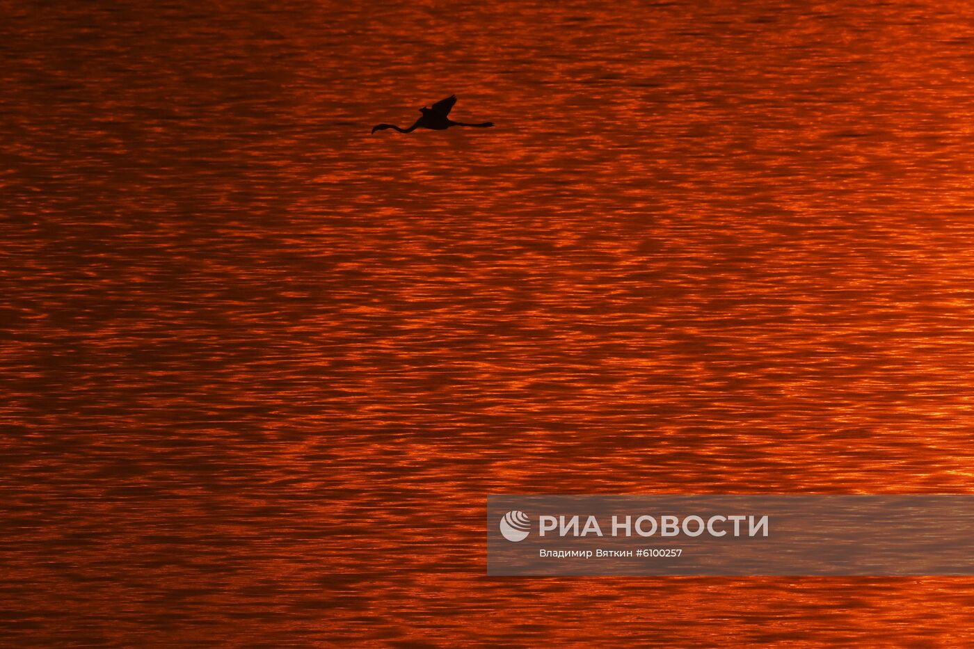 Зимовка розовых фламинго на Кипре