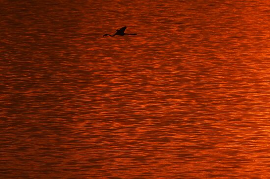 Зимовка розовых фламинго на Кипре