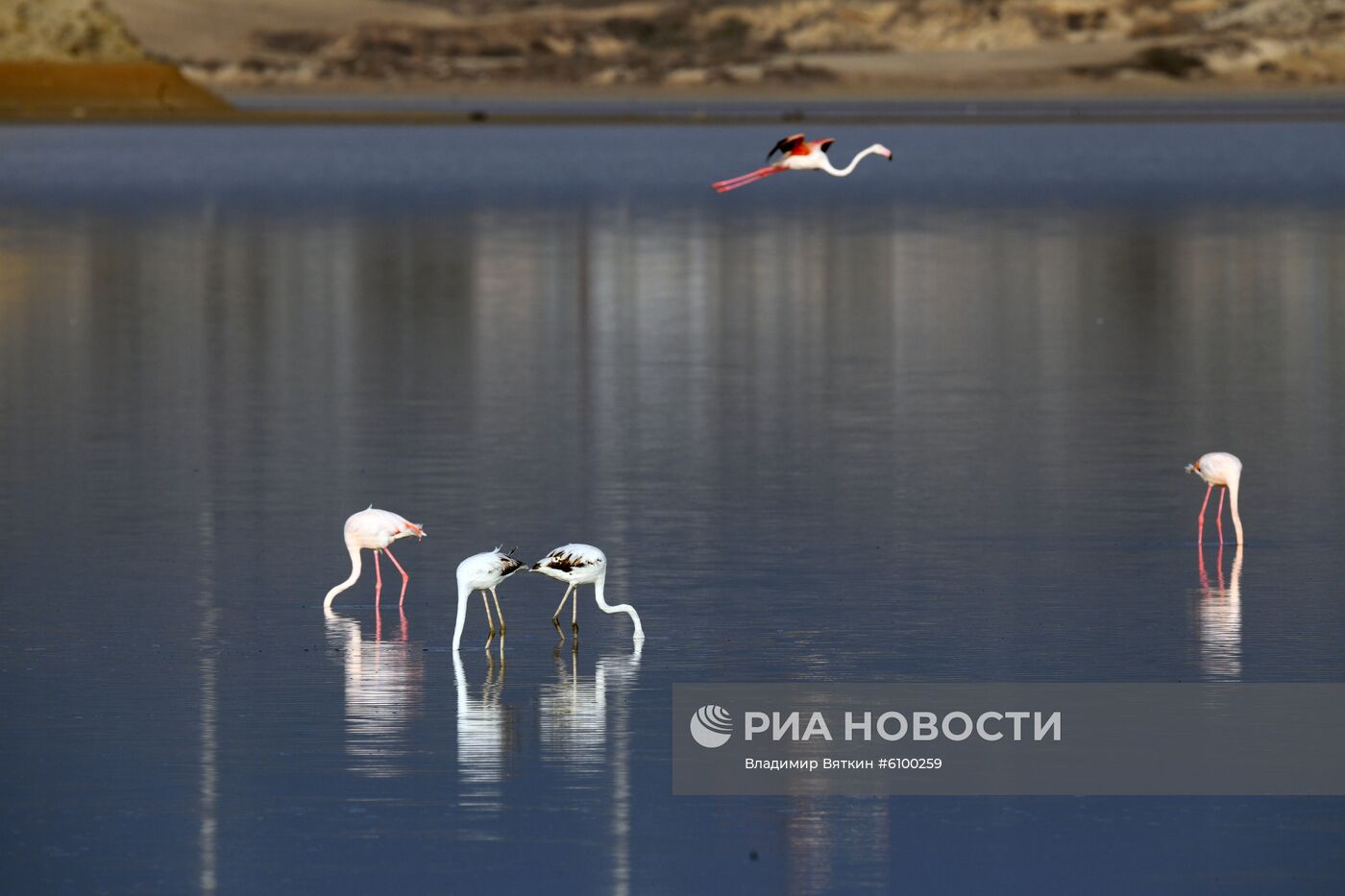 Зимовка розовых фламинго на Кипре