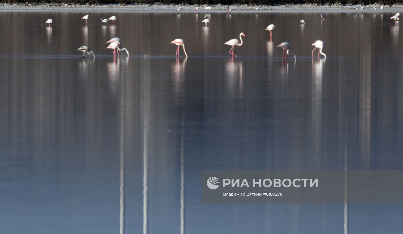 Зимовка розовых фламинго на Кипре