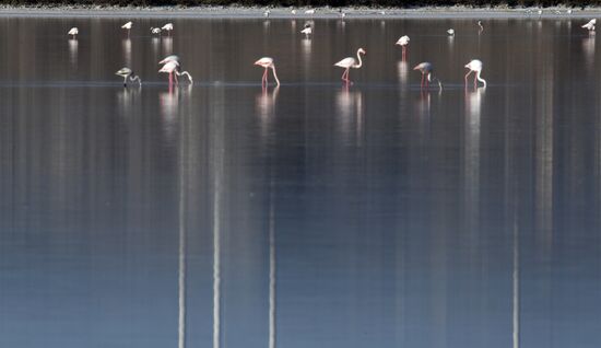 Зимовка розовых фламинго на Кипре