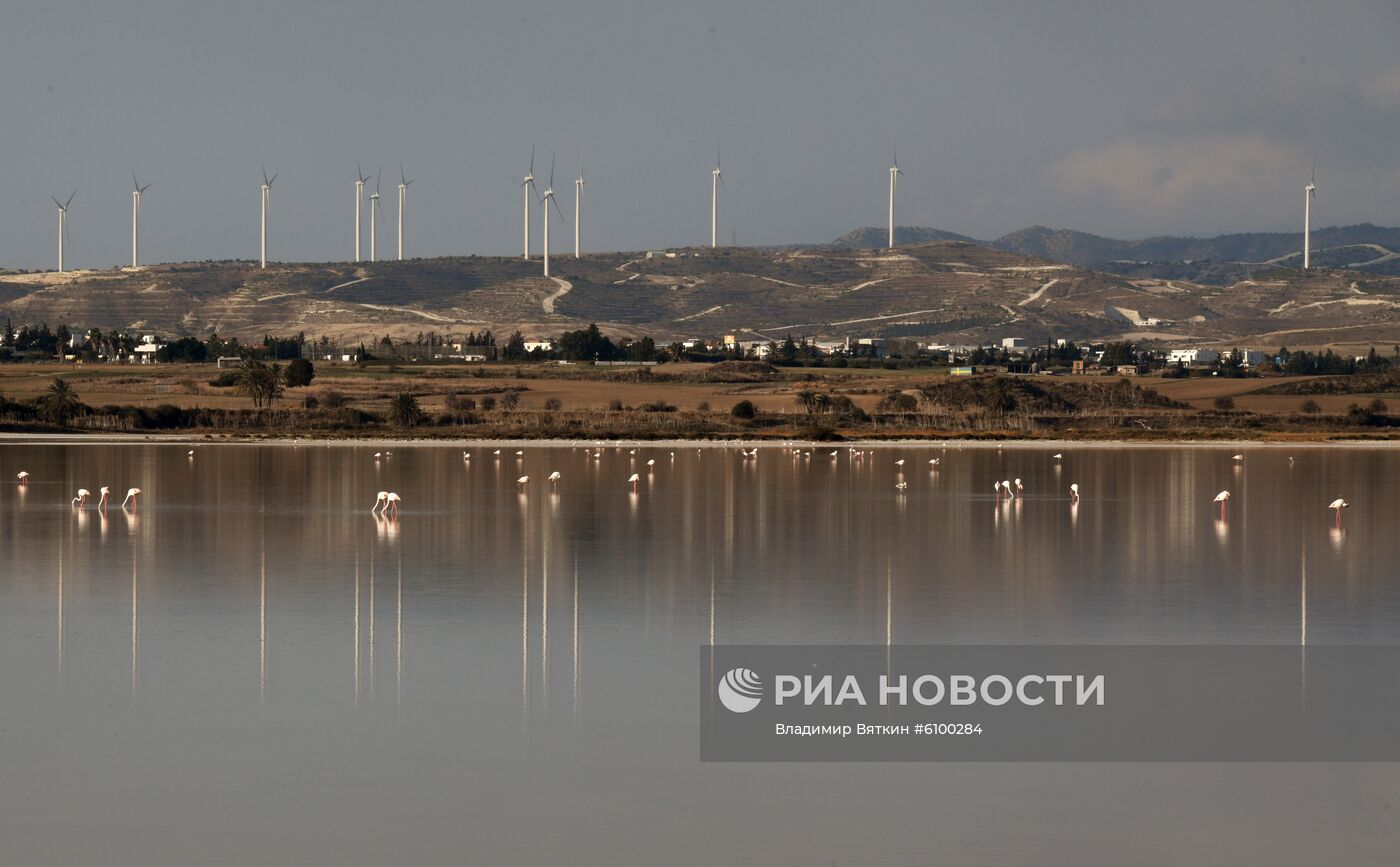 Зимовка розовых фламинго на Кипре