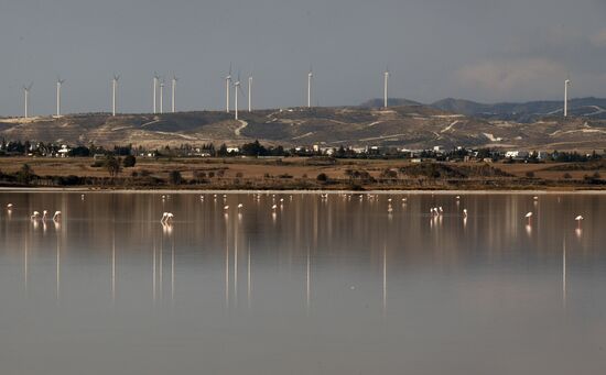 Зимовка розовых фламинго на Кипре