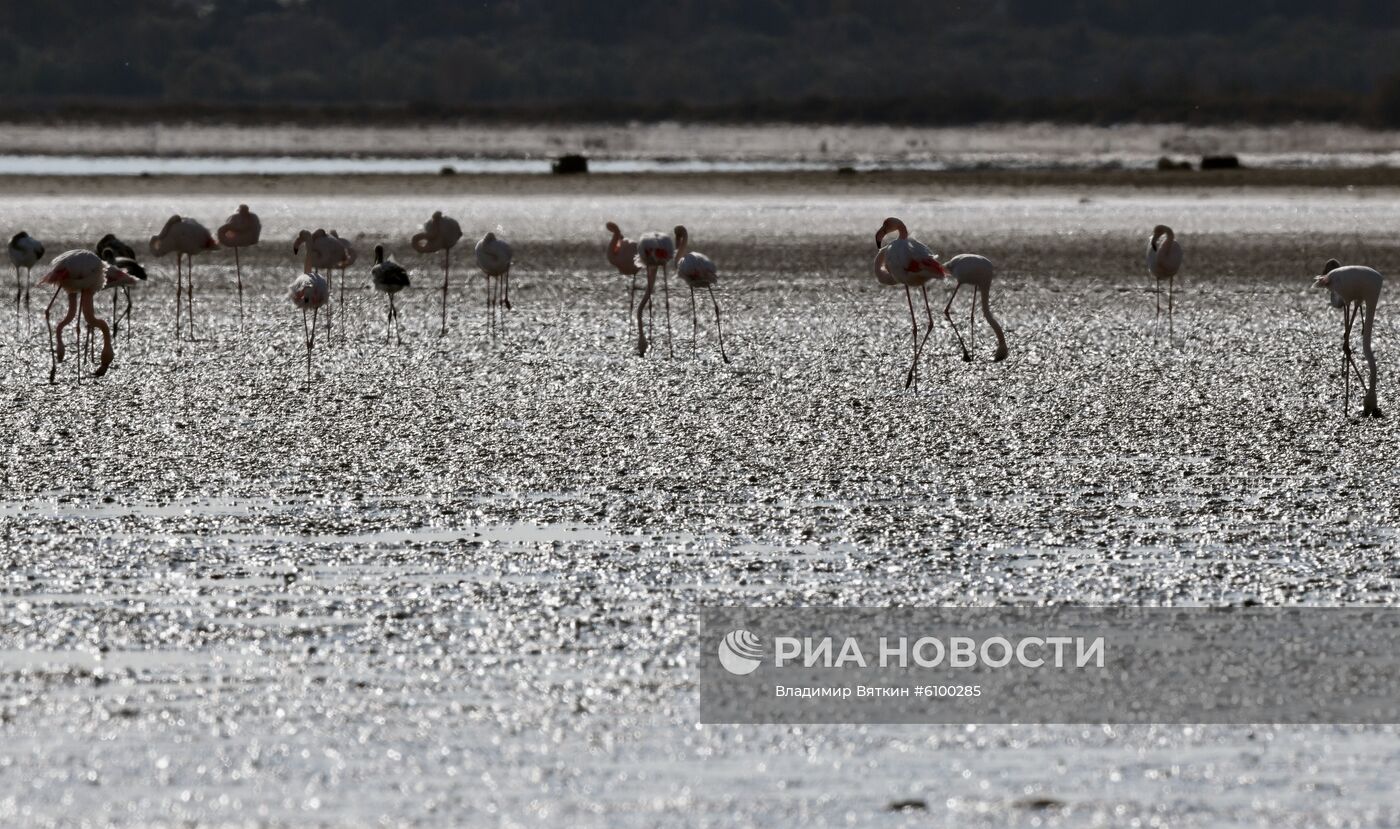 Зимовка розовых фламинго на Кипре