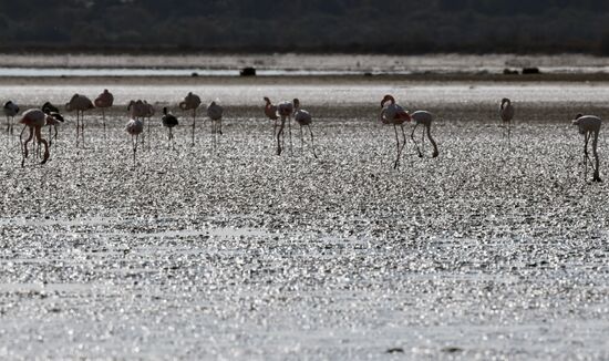 Зимовка розовых фламинго на Кипре
