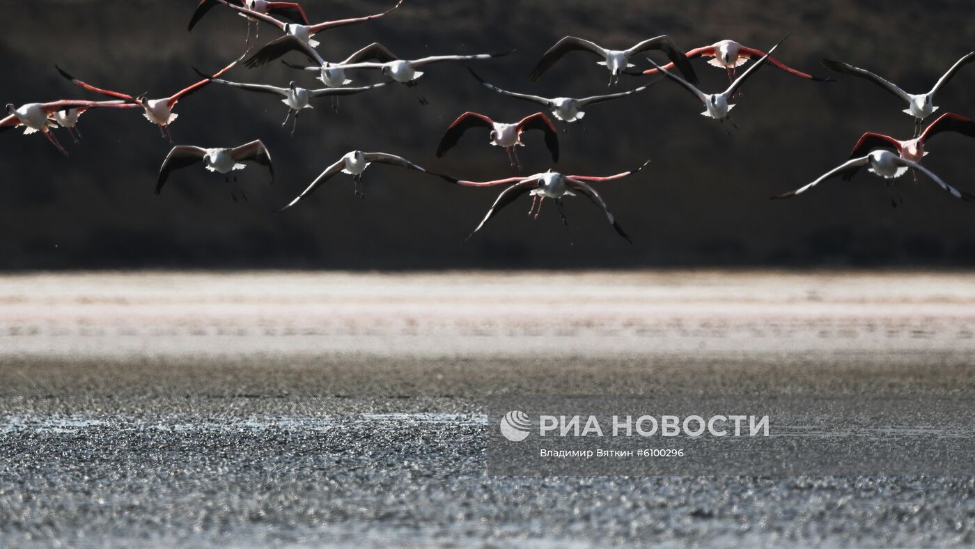 Зимовка розовых фламинго на Кипре