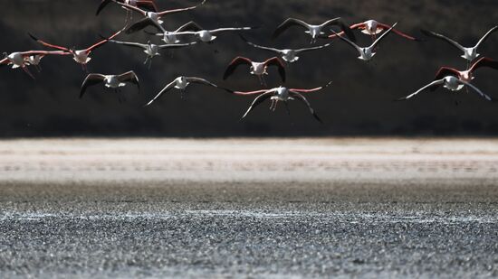 Зимовка розовых фламинго на Кипре