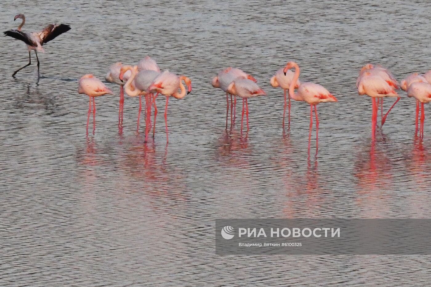 Зимовка розовых фламинго на Кипре