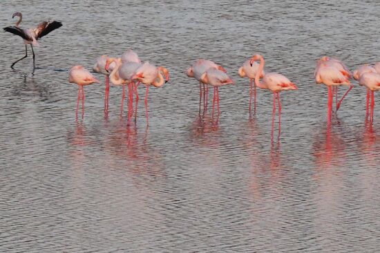 Зимовка розовых фламинго на Кипре
