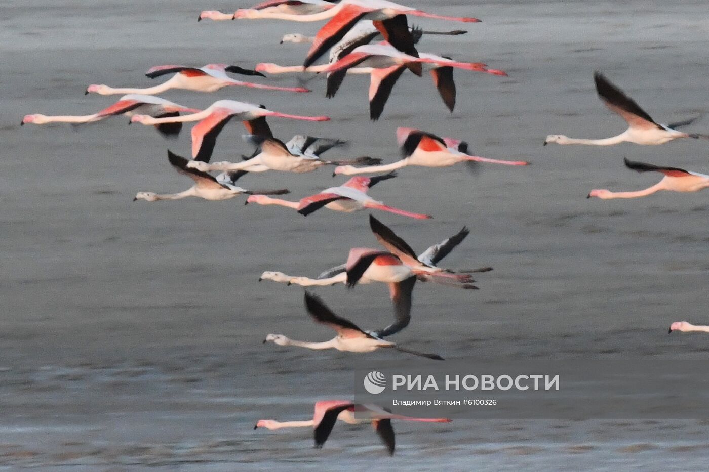 Зимовка розовых фламинго на Кипре
