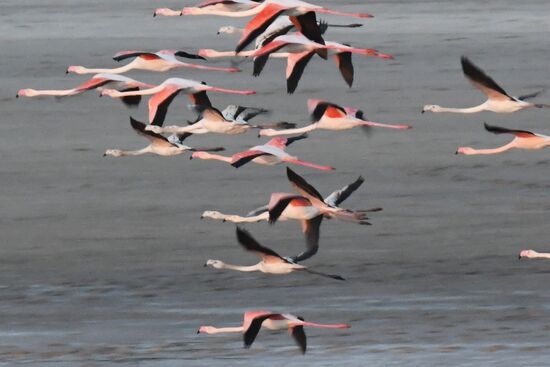 Зимовка розовых фламинго на Кипре