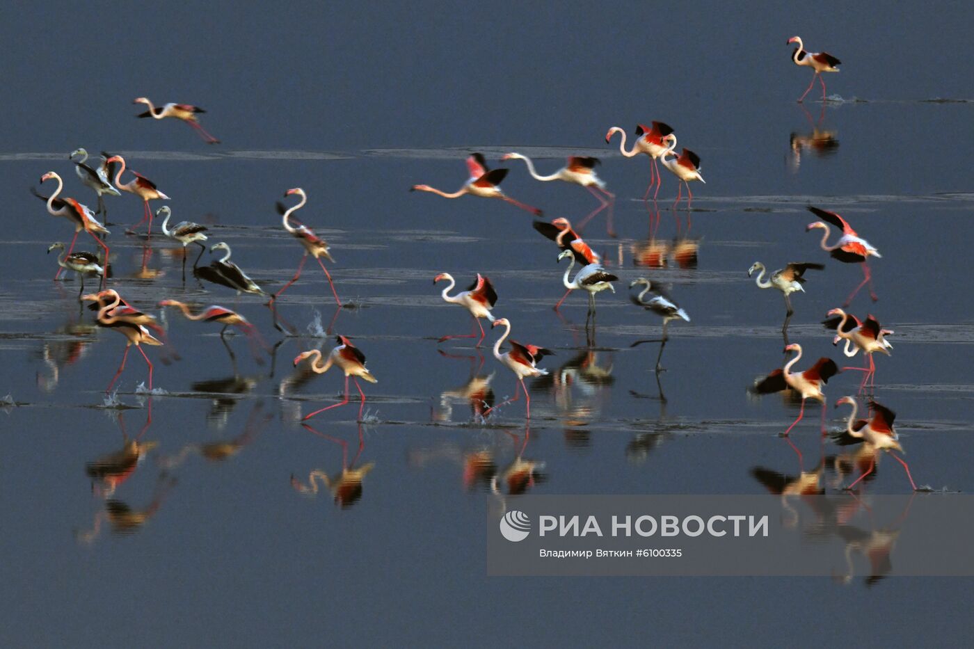 Зимовка розовых фламинго на Кипре